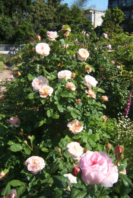 DSCF0931.JPG